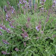 salvia officinalis