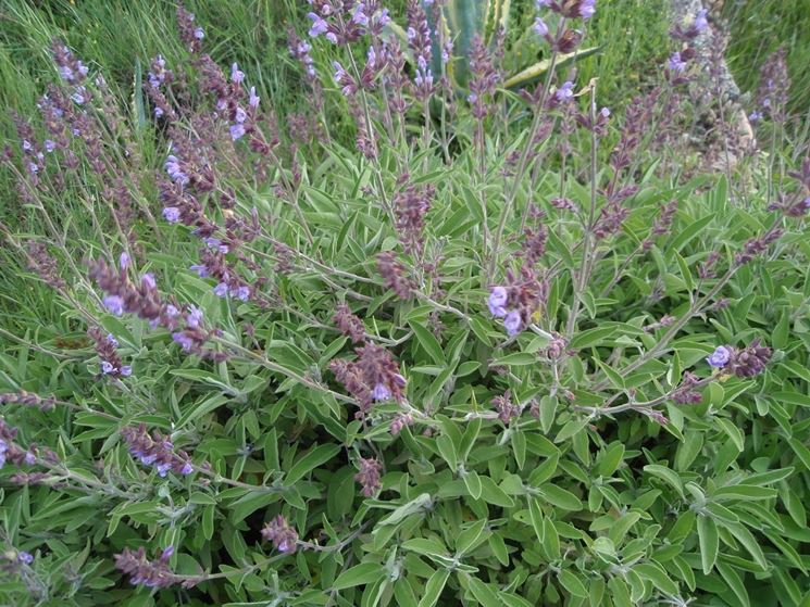 salvia officinalis