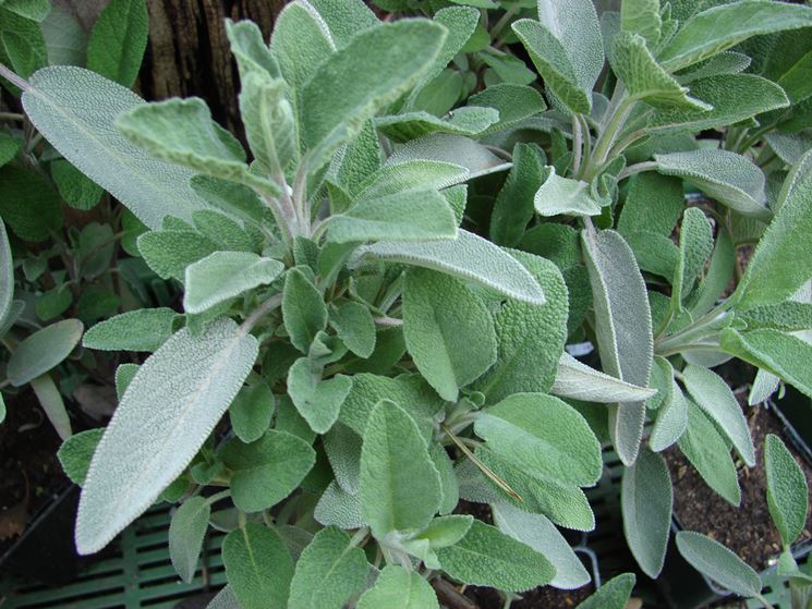 salvia officinalis