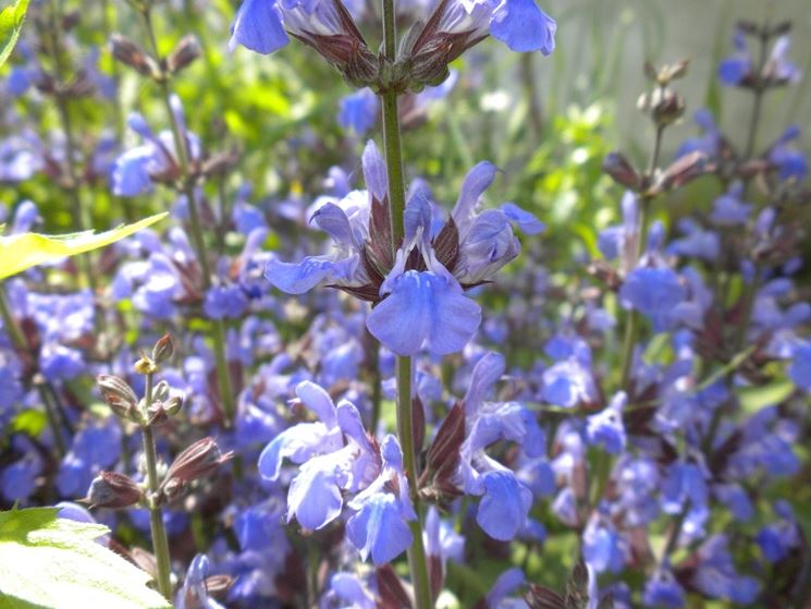 fiori salvia