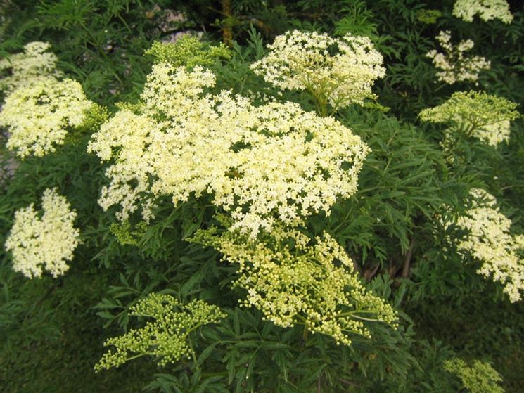 sambucus nigra 