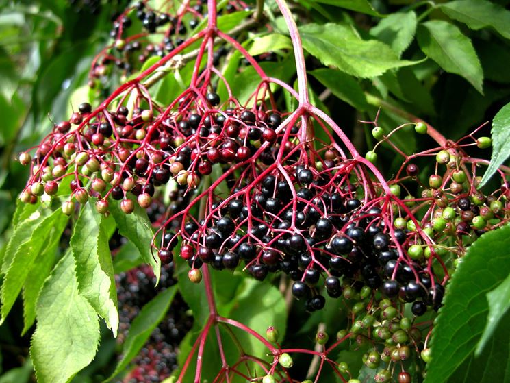 sambucus nigra