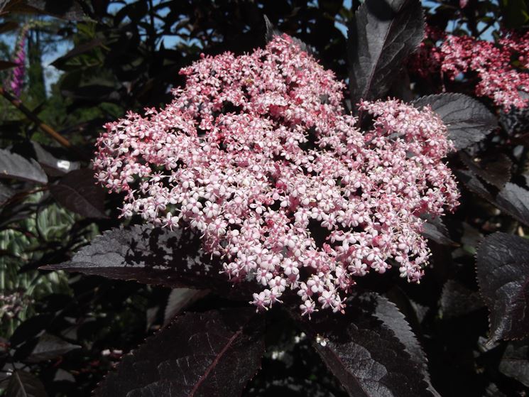 Sambucus Nigra 