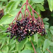 sambucus nigra