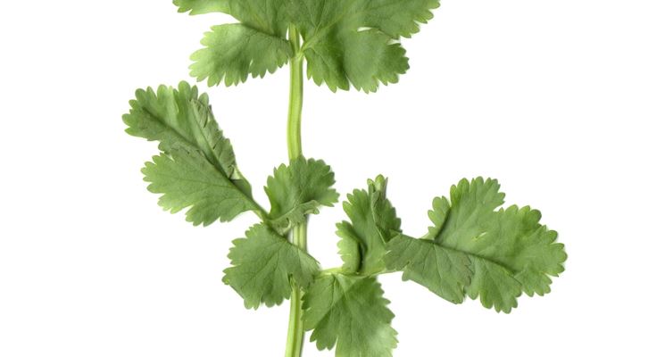 Un rametto di coriandolo