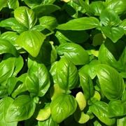 basilico e pinoli