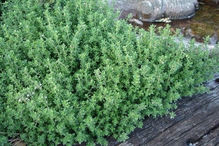 Timo Limone Caratteristiche E Tante Idee Per Utilizzarlo In Cucina Timo Limone Caratteristiche E Tante Idee Per Utilizzarlo In Cucina