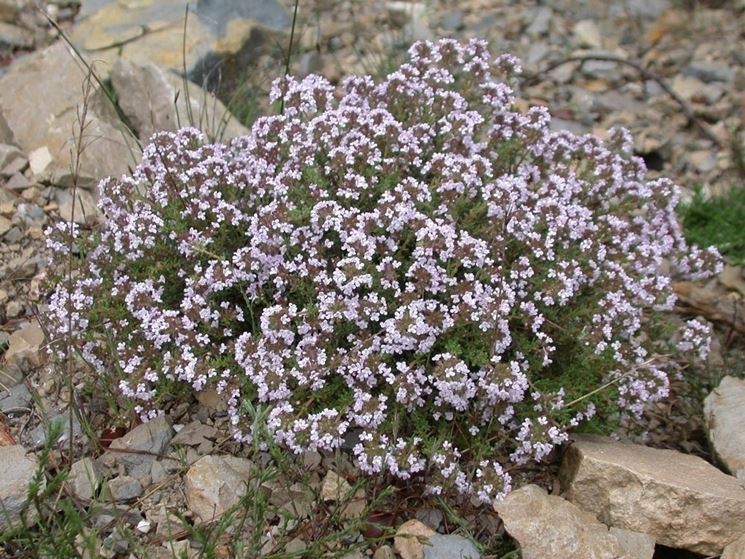 thymus vulgaris 