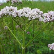 Valeriana