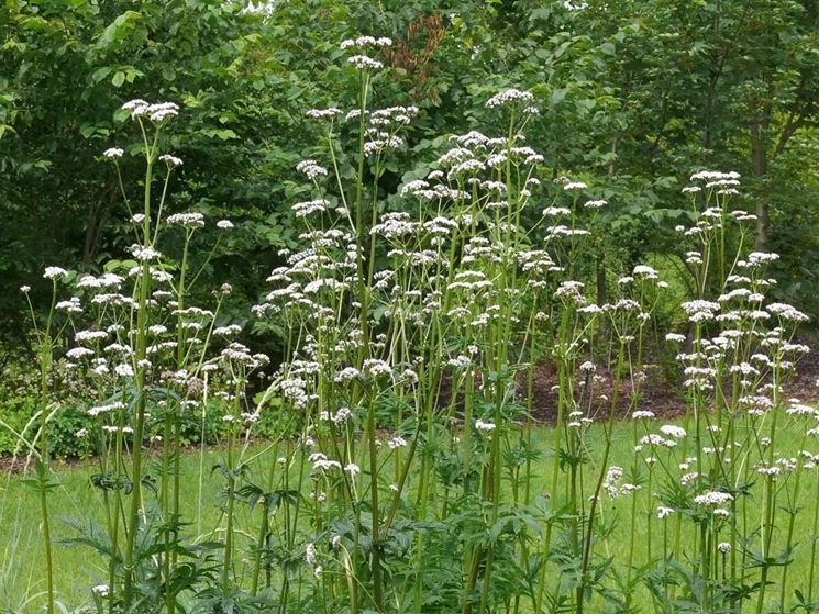 Valeriana