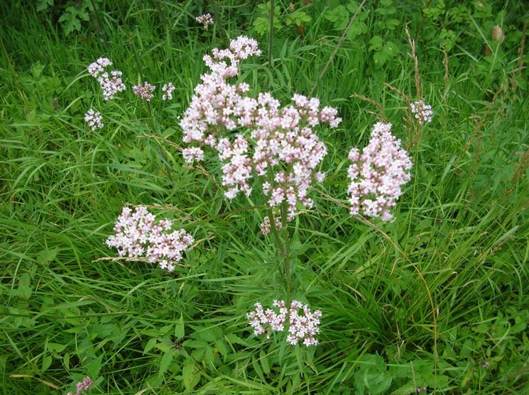 valeriana officinalis