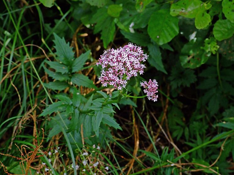 valeriana officinalis