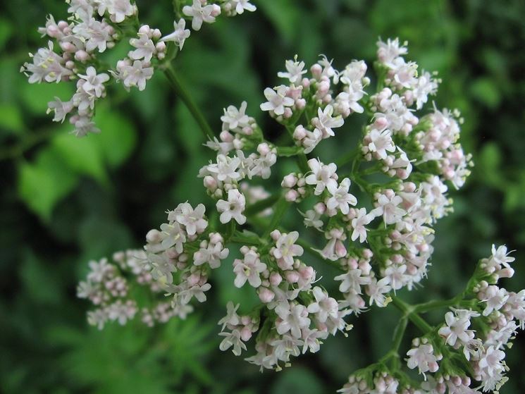 valeriana