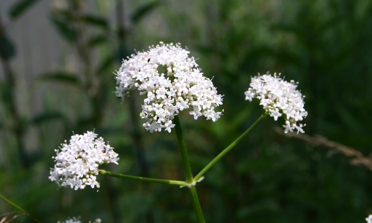 valeriana