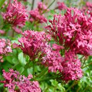 valeriana officinalis