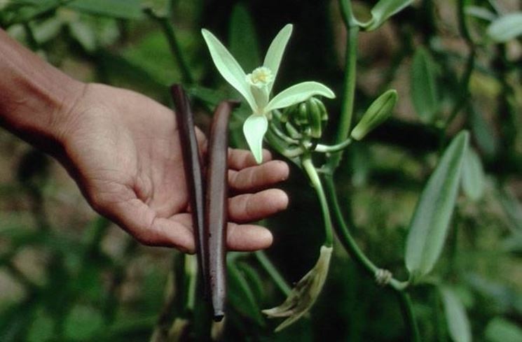 Fiore della vaniglia