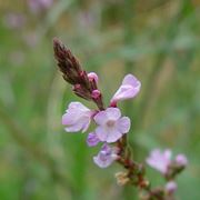 Verbena