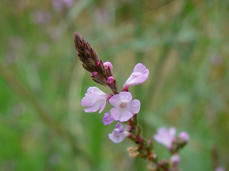 Verbena