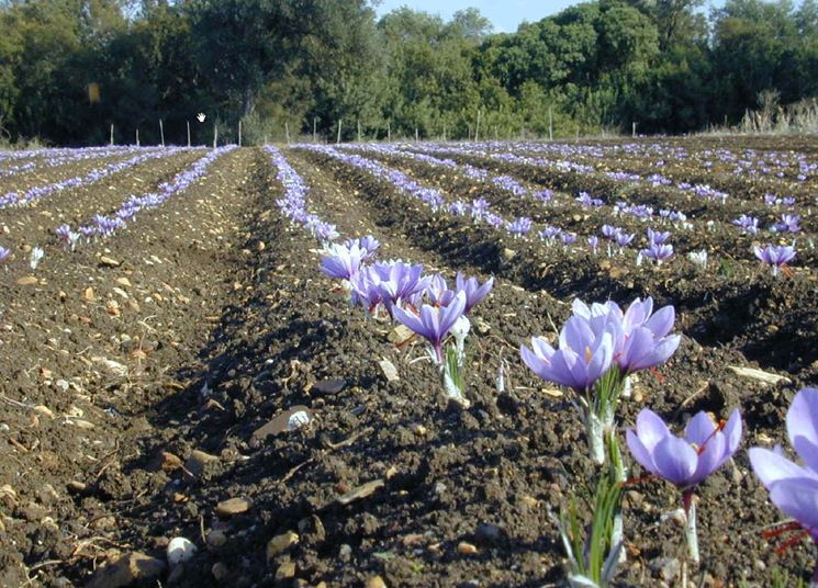 Campo di zafferano