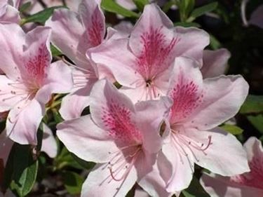 azalea