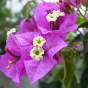 bougainville