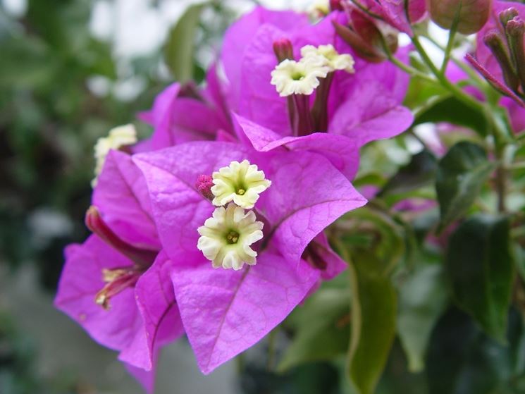 bougainville