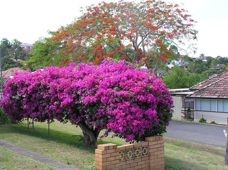 bougainville