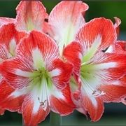 amaryllis