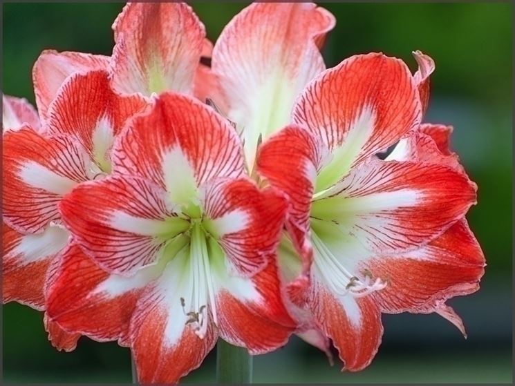 amaryllis