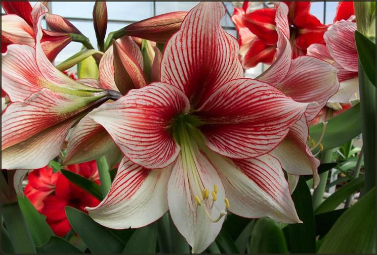 amaryllis