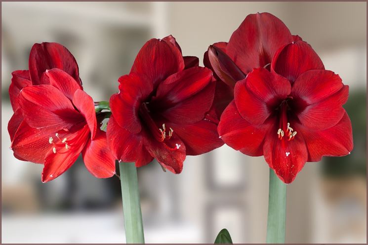 amaryllis