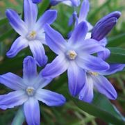 chionodoxa