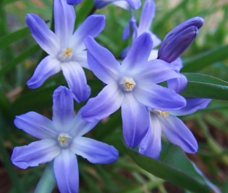 chionodoxa