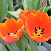 tulipani