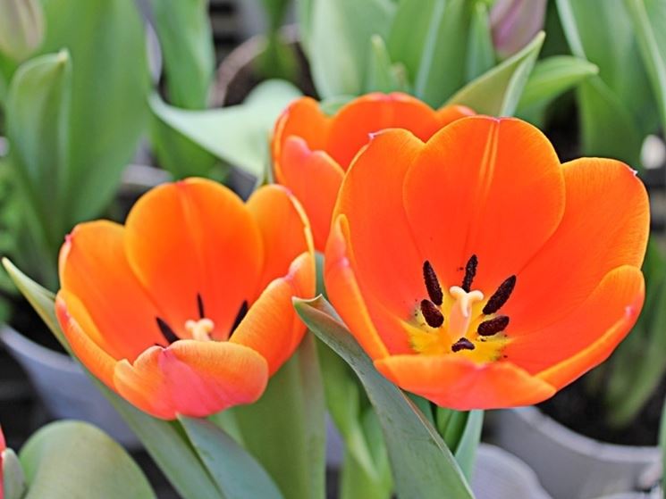 tulipani