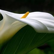 Foglia e fiore della calla