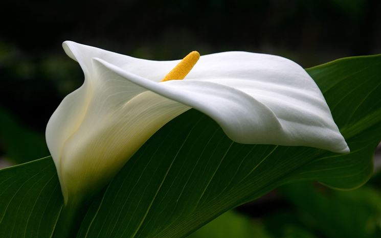 Foglia e fiore della calla