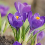 crocus