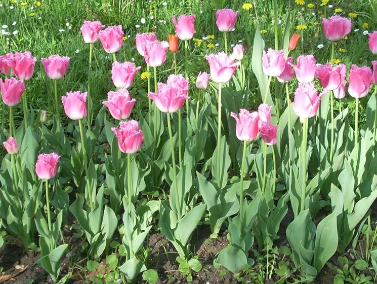 tulipani