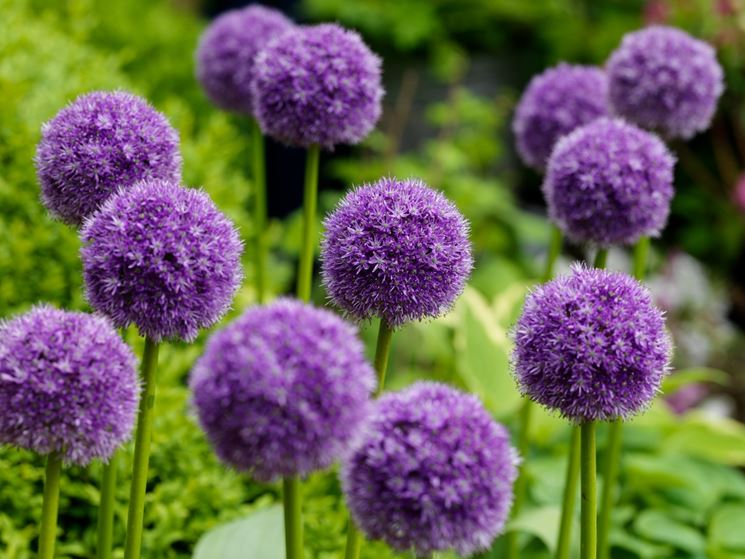 allium