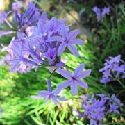 esempio di fiore da bulbo