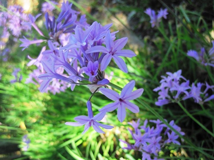 esempio di fiore da bulbo