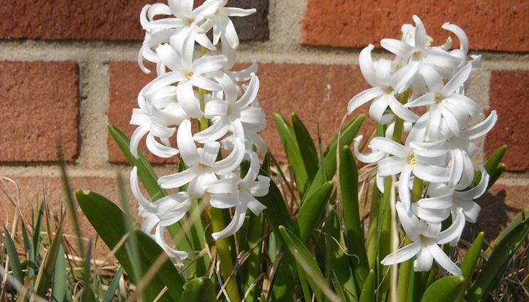 Fiori bianchi di giacinto