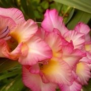 Gladioli fucsia