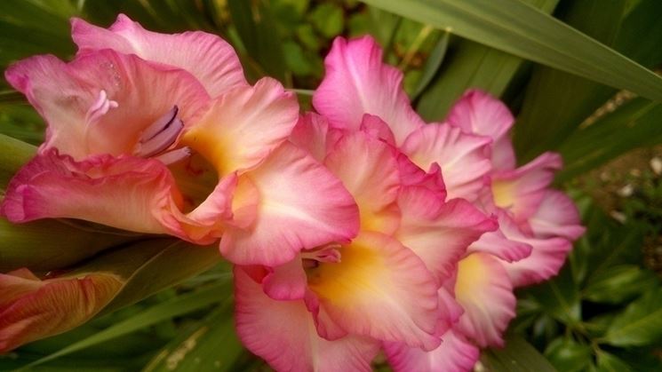 Gladioli fucsia