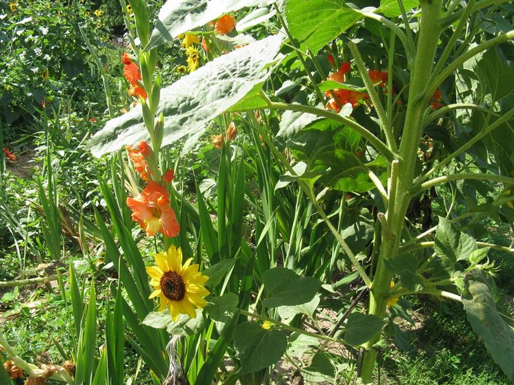 Aiuola gladioli