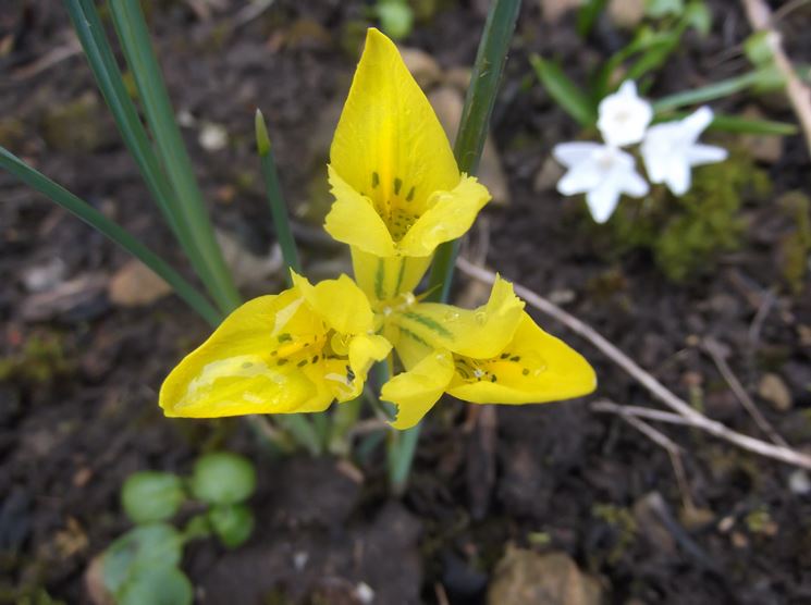 Iris Danfordiae