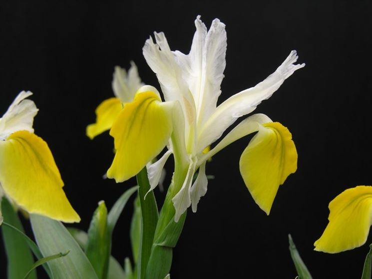 Iris Bucharica