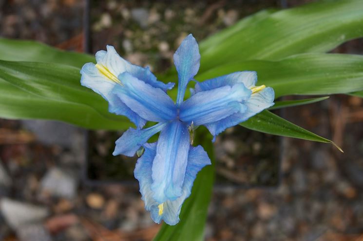 Iris Aucheri