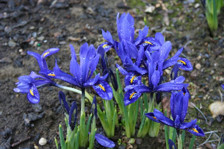 Iris reticulata